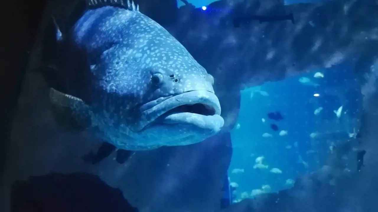 Aquaria Phuket - Photo 2