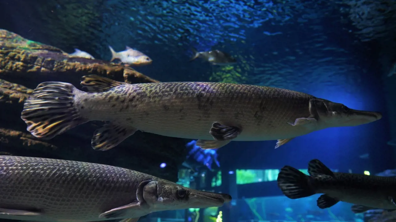 Aquaria Phuket - Photo 4