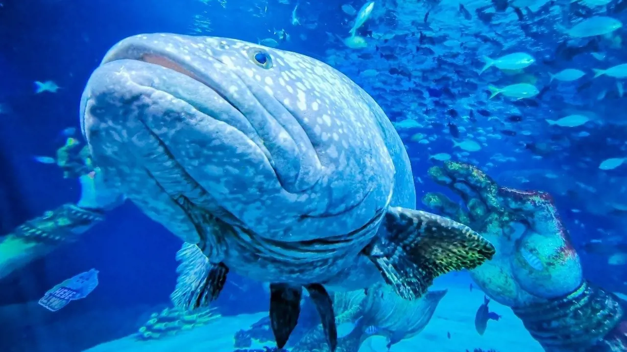 Aquaria Phuket - Photo 49