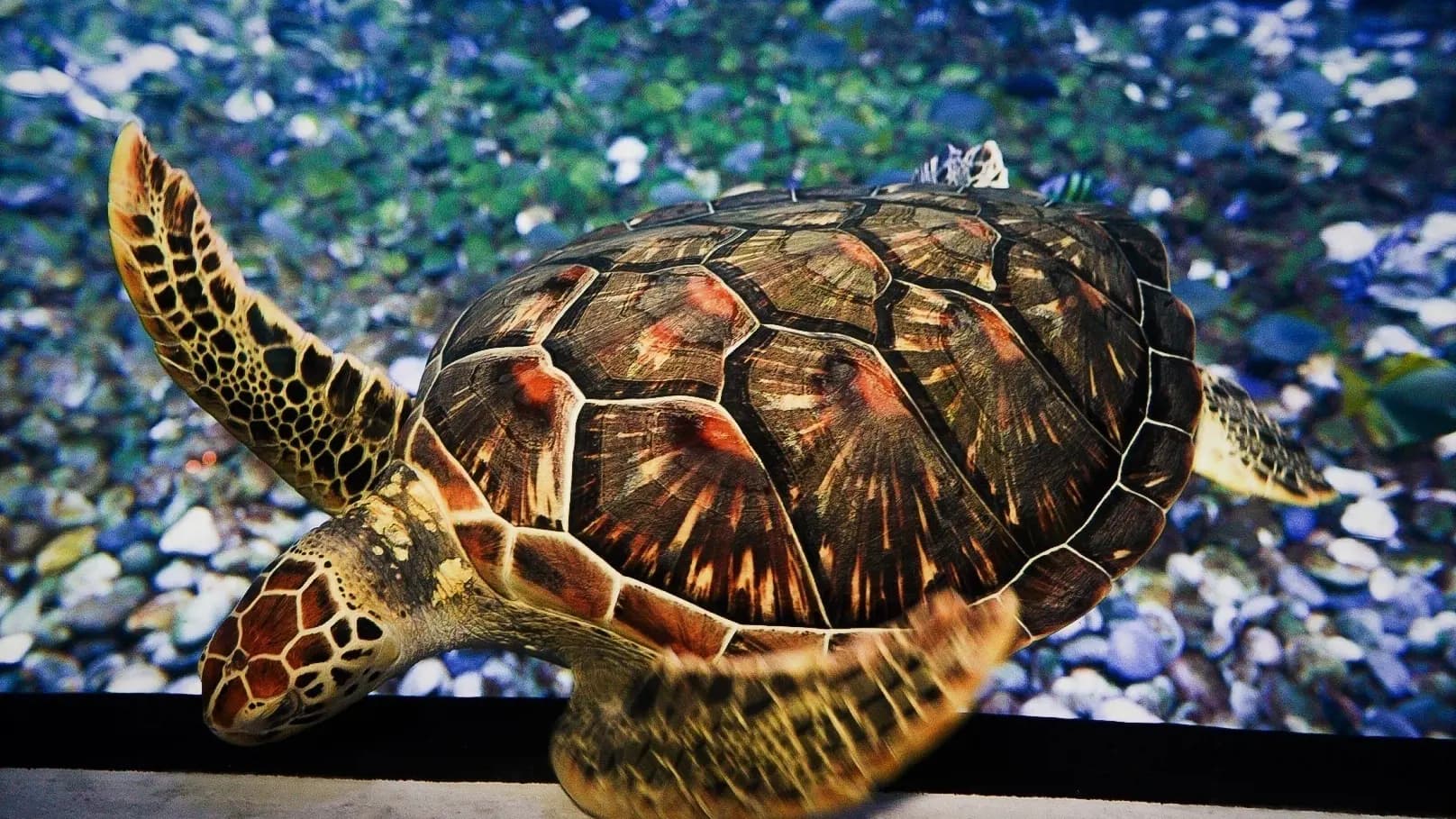 Aquaria Phuket - Photo 50