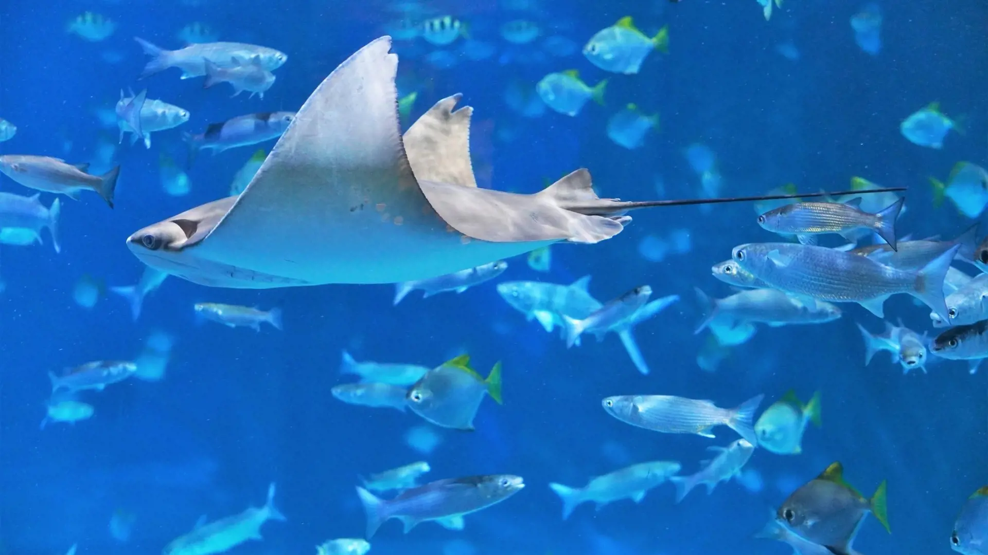 Aquaria Phuket - Photo 51