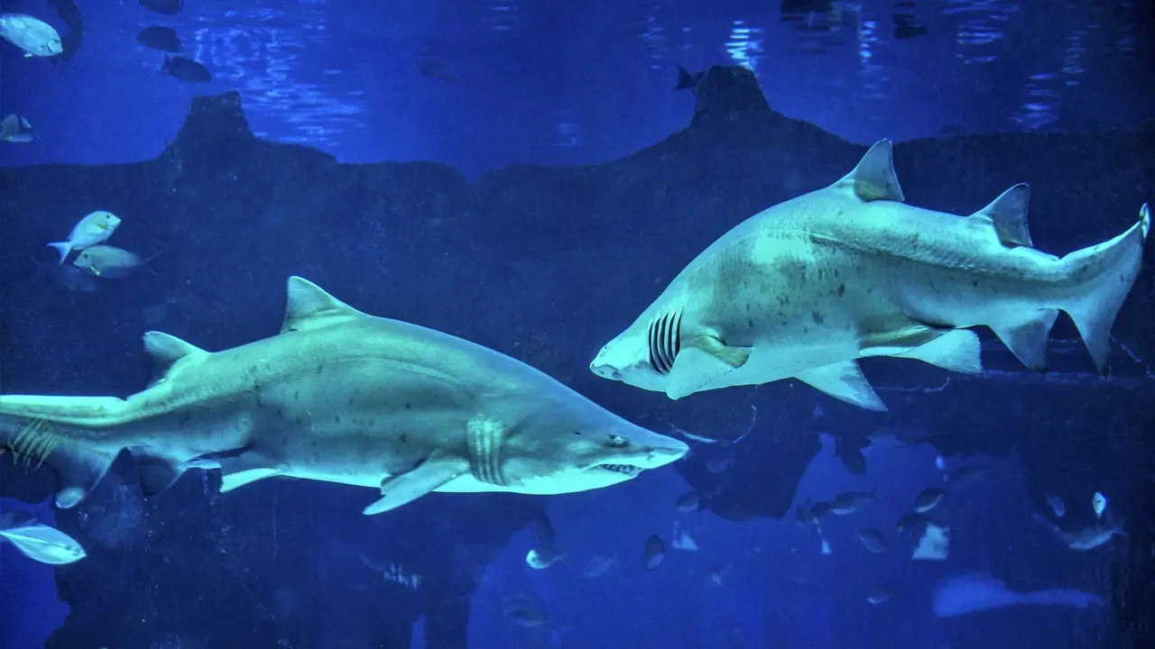 Aquaria Phuket - Photo 17