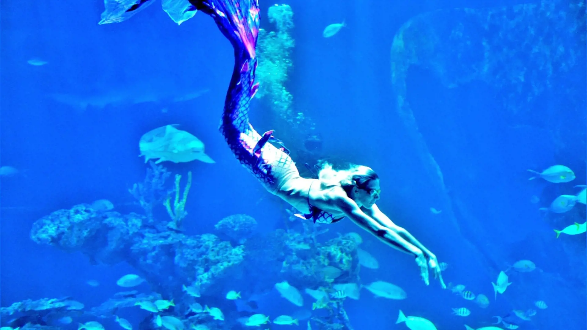 Aquaria Phuket - Photo 53