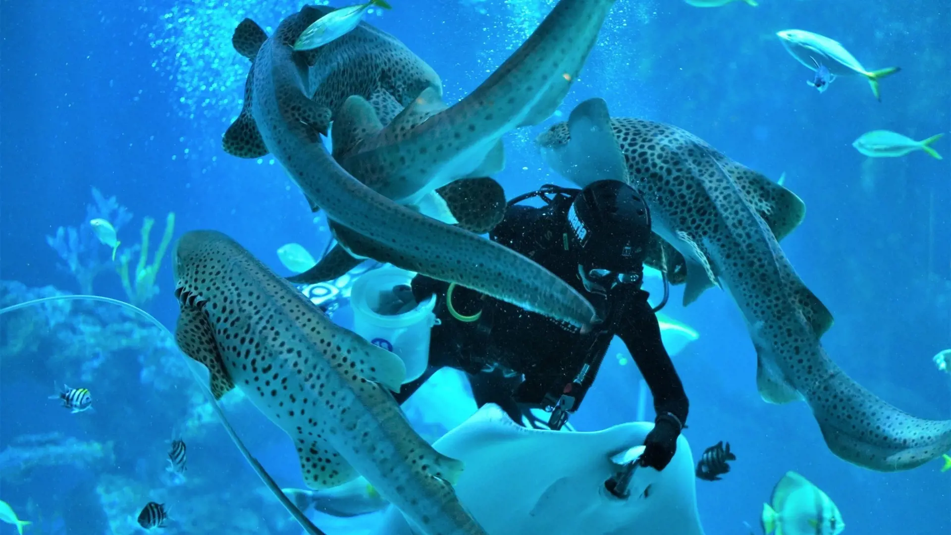 Aquaria Phuket - Photo 54