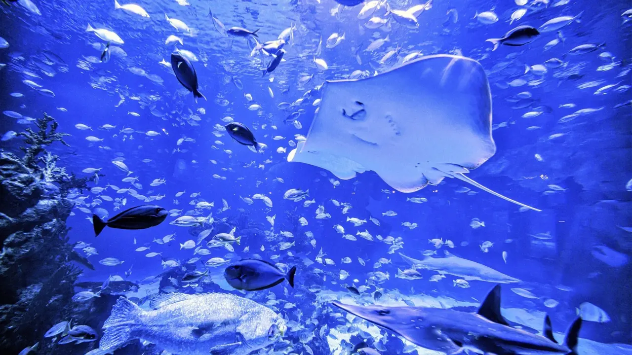 Aquaria Phuket - Photo 23
