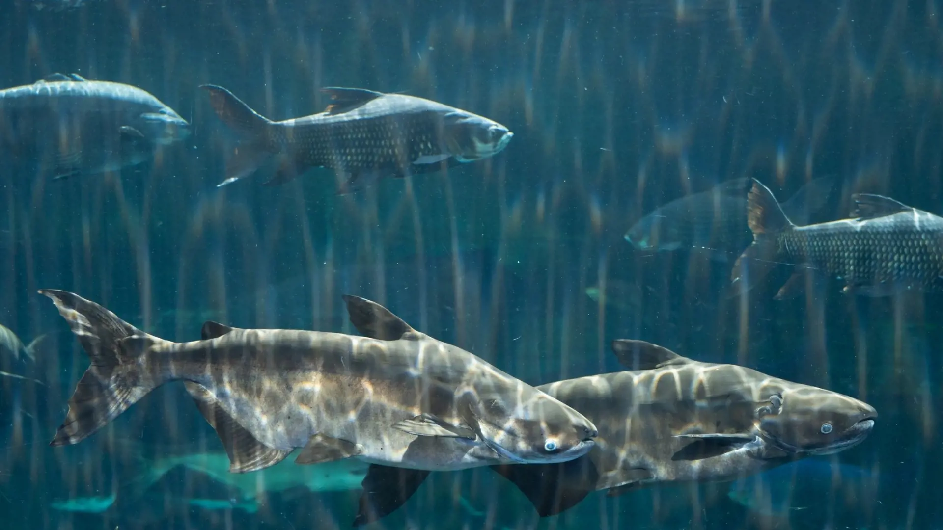 Aquaria Phuket - Photo 60