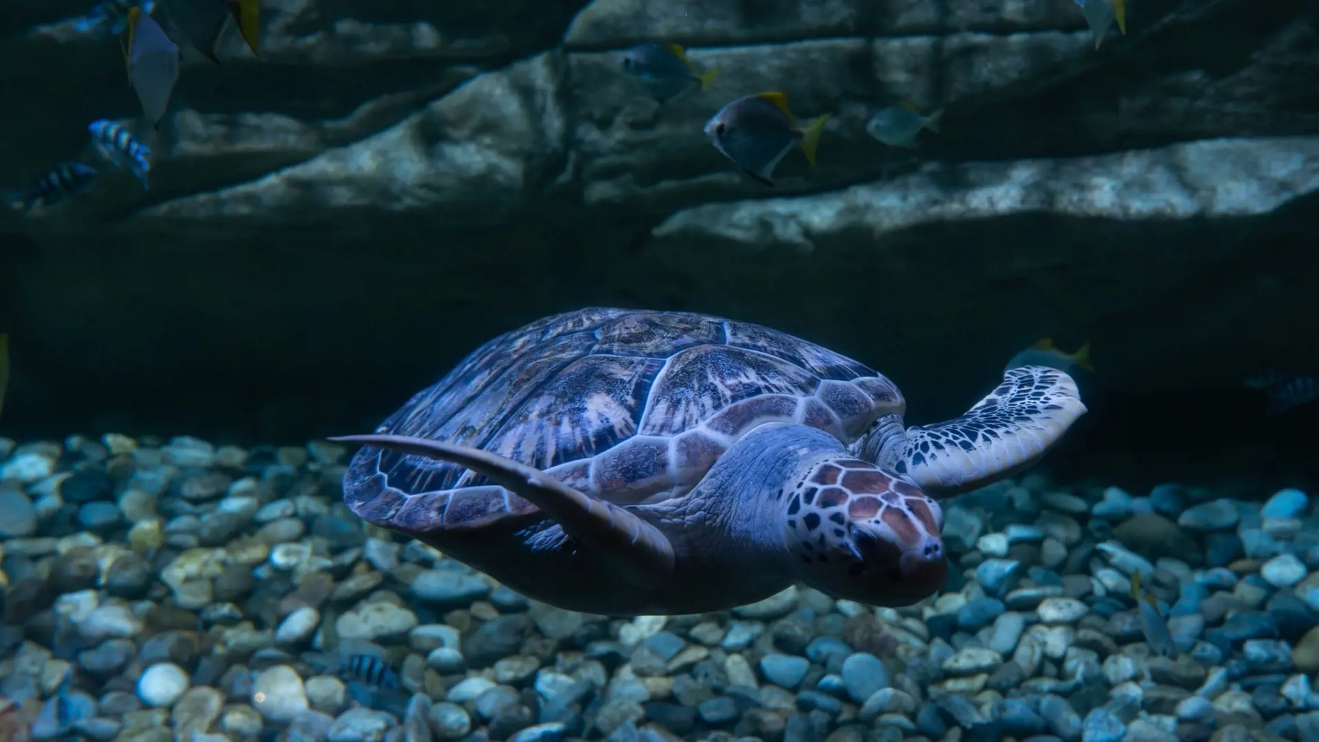 Aquaria Phuket - Photo 61