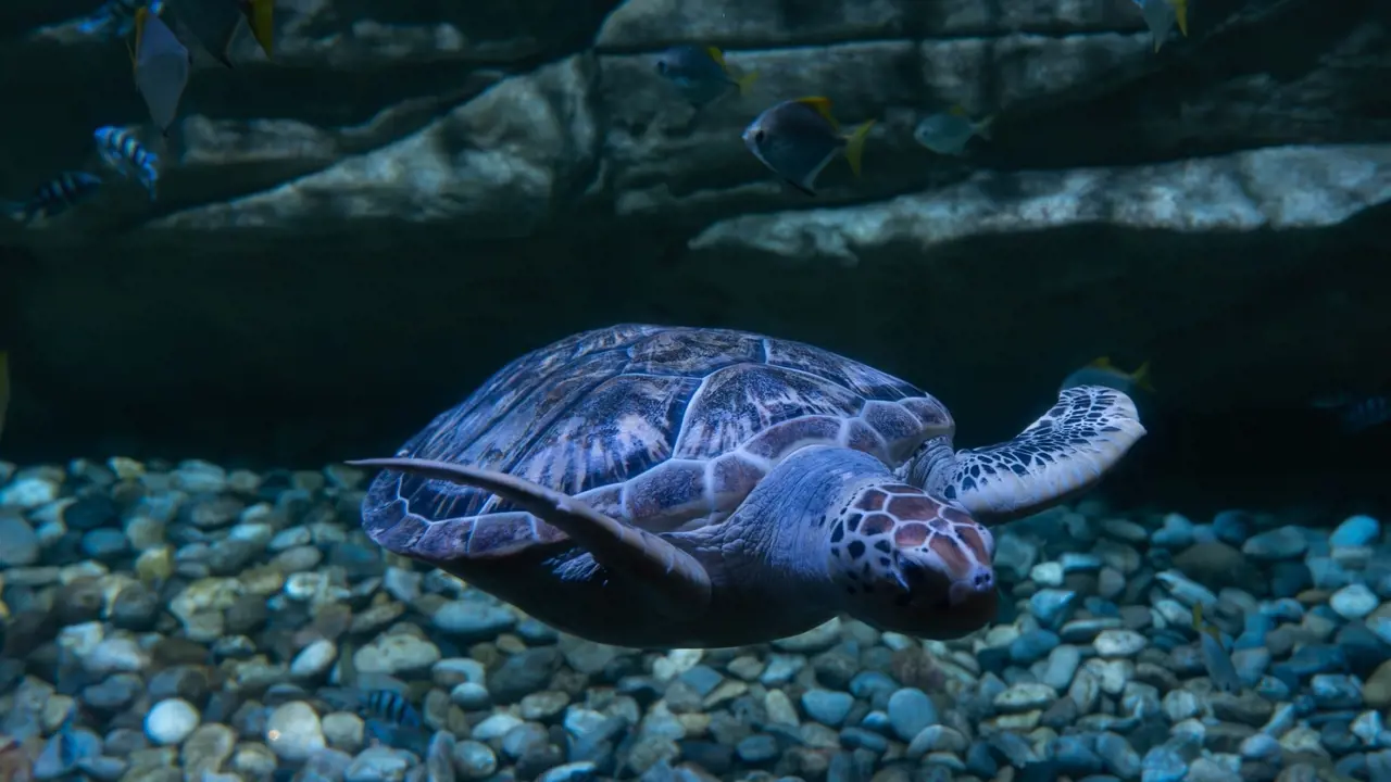 Aquaria Phuket - Photo 26