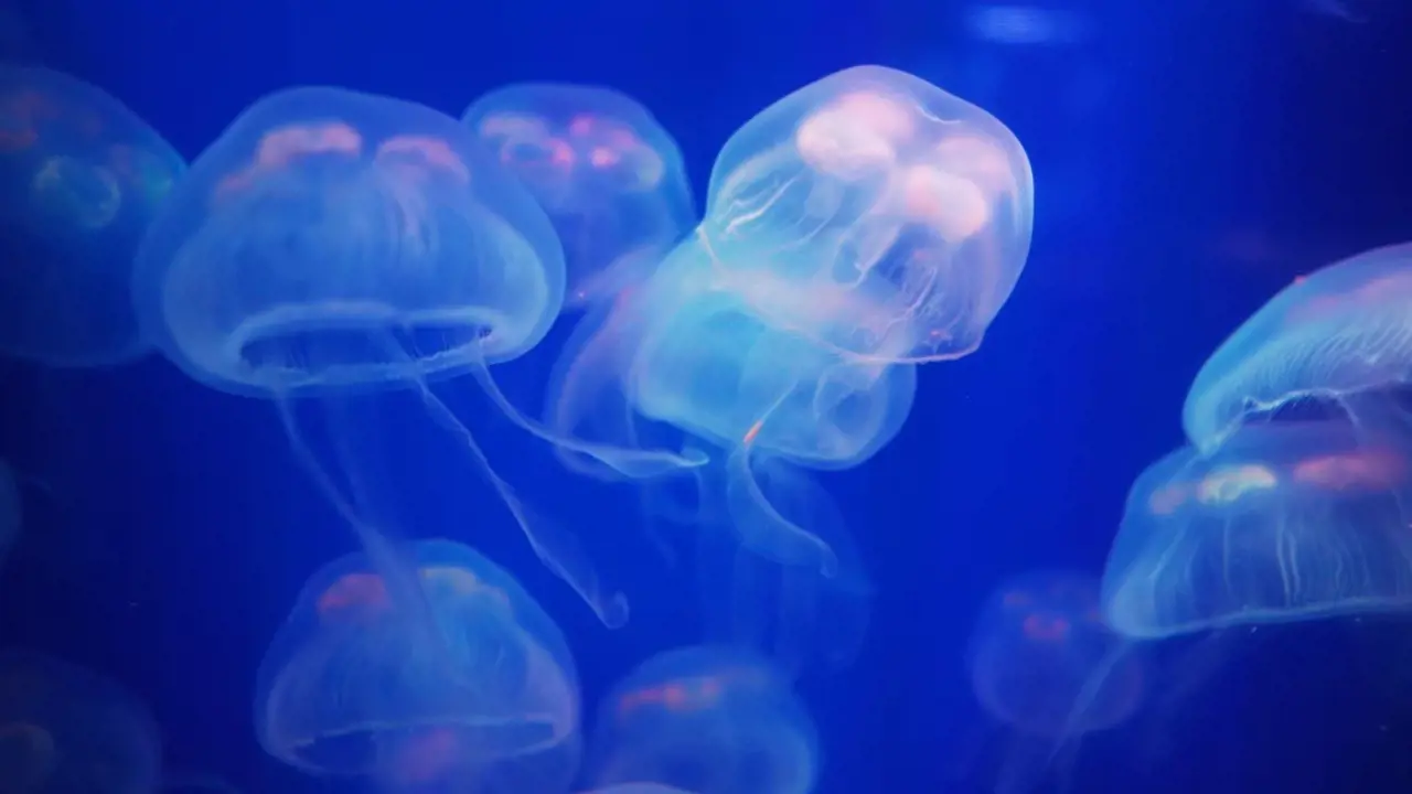 Aquaria Phuket - Photo 30
