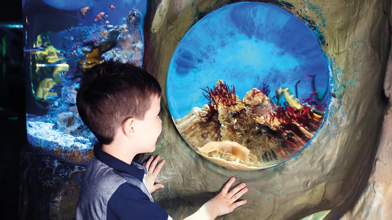 SEA LIFE London Aquarium Ticket - Photo 4