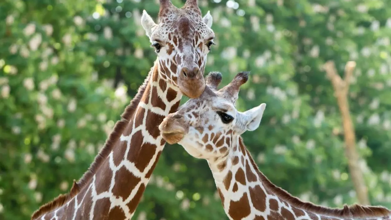 Schonbrunn Zoo - Photo 7
