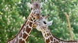 Schonbrunn Zoo - Photo 6