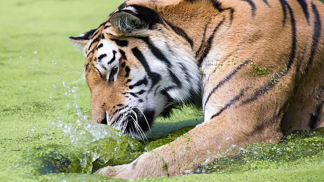 Schonbrunn Zoo - Photo 3