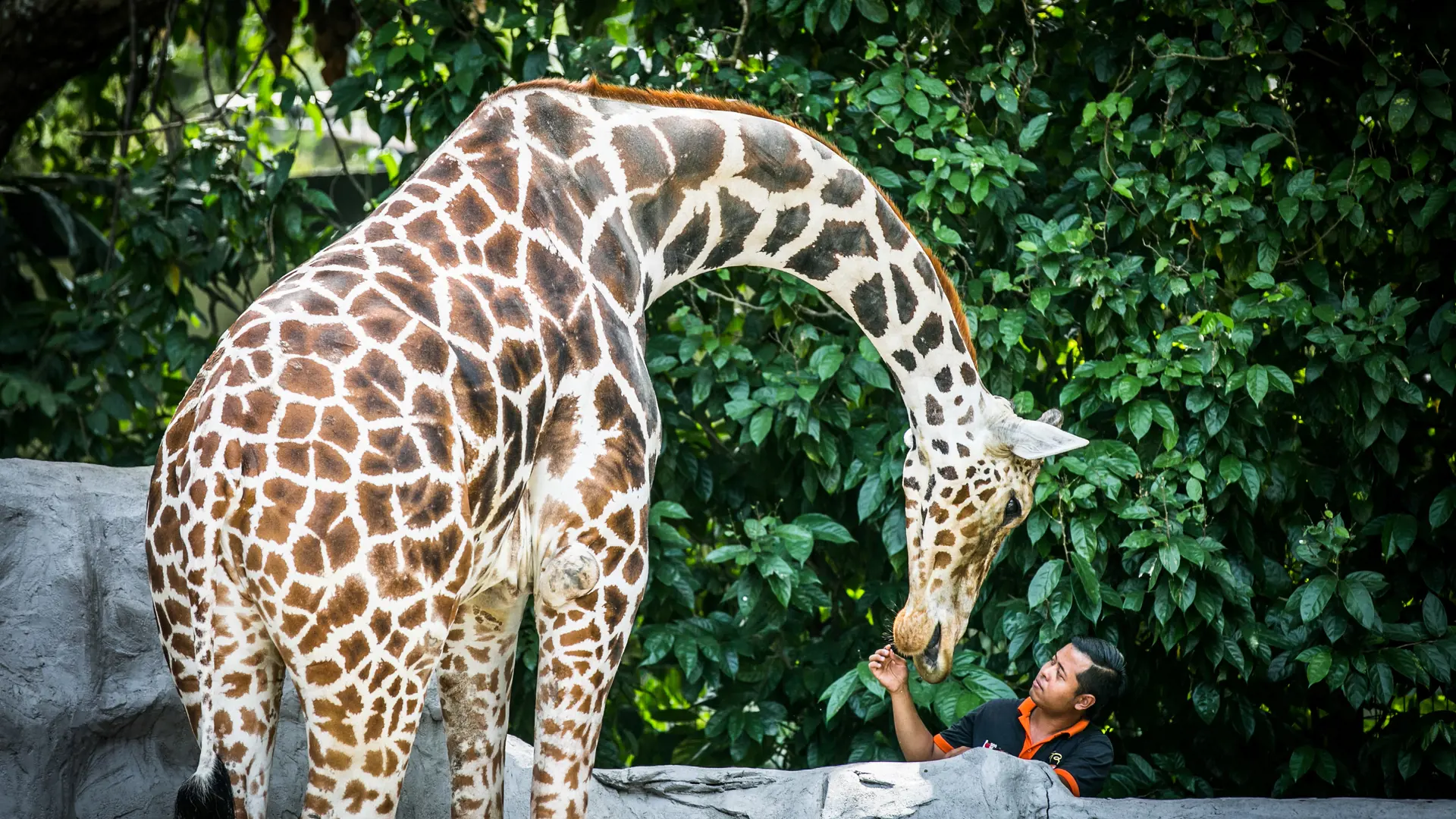 Zoo Negara Malaysia & & Panda Conservation Centre Ticket - Photo 29