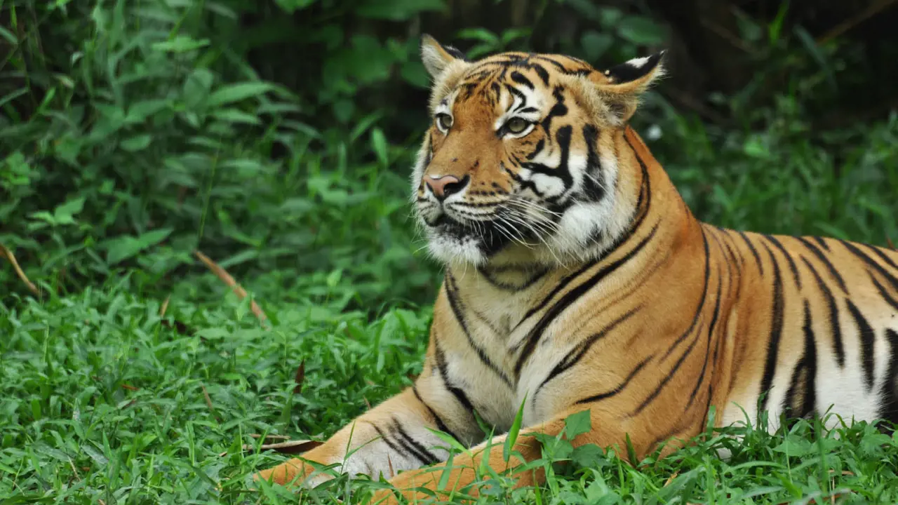 Zoo Negara Malaysia & & Panda Conservation Centre Ticket - Photo 2