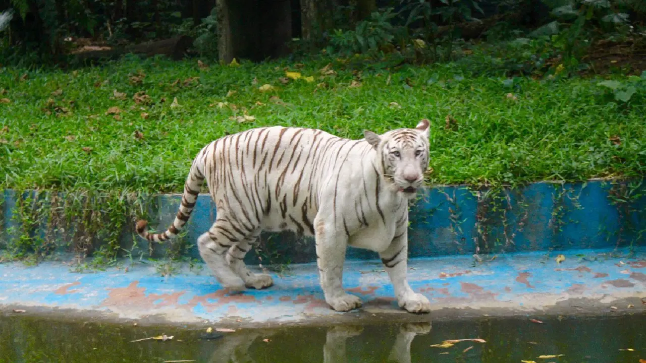 Zoo Negara Malaysia & & Panda Conservation Centre Ticket - Photo 32