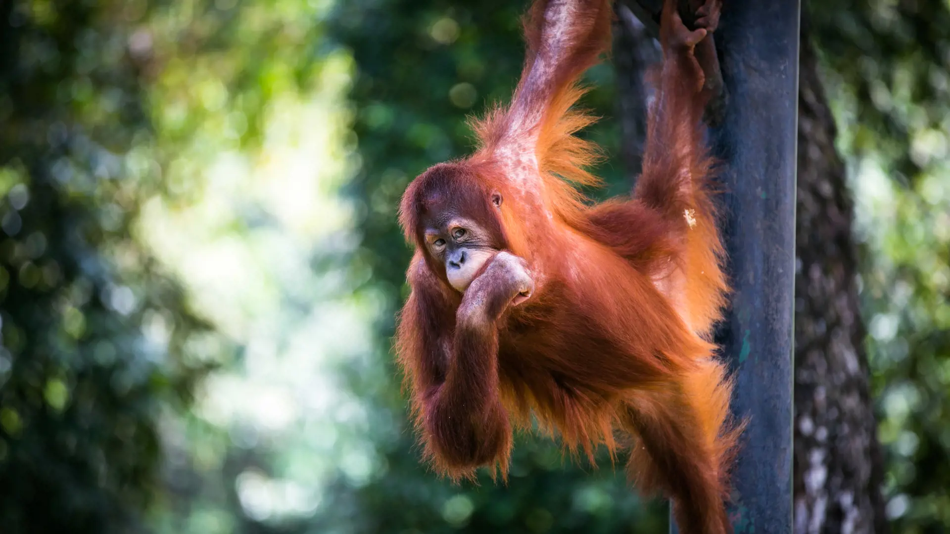 Zoo Negara Malaysia & & Panda Conservation Centre Ticket - Photo 40