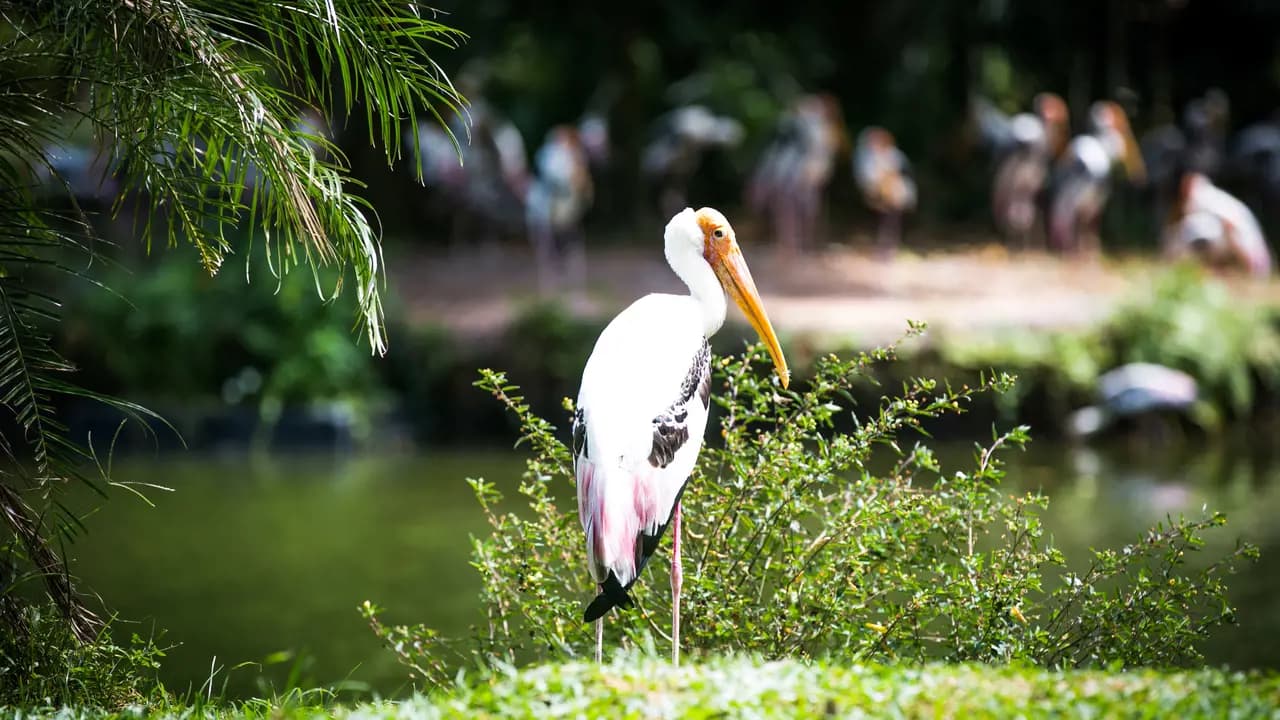 Zoo Negara Malaysia & & Panda Conservation Centre Ticket - Photo 13