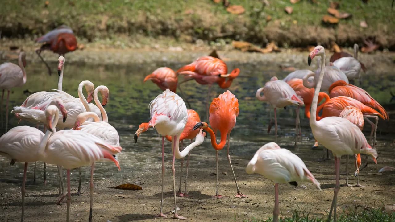 Zoo Negara Malaysia & & Panda Conservation Centre Ticket - Photo 15