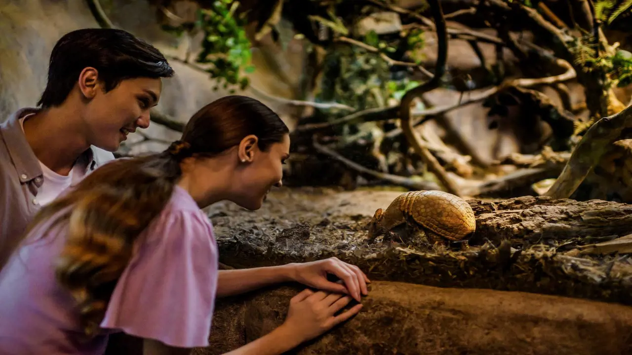 Singapore Night Safari Ticket - Photo 9