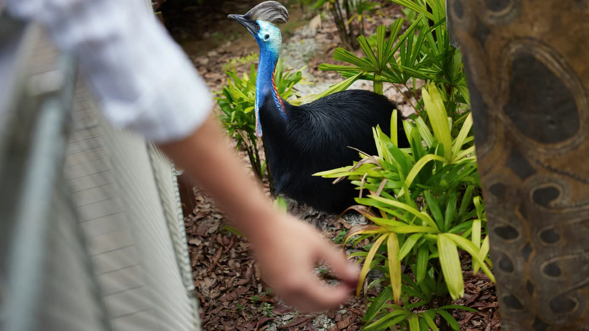 Singapore Bird Paradise Ticket - Photo 27