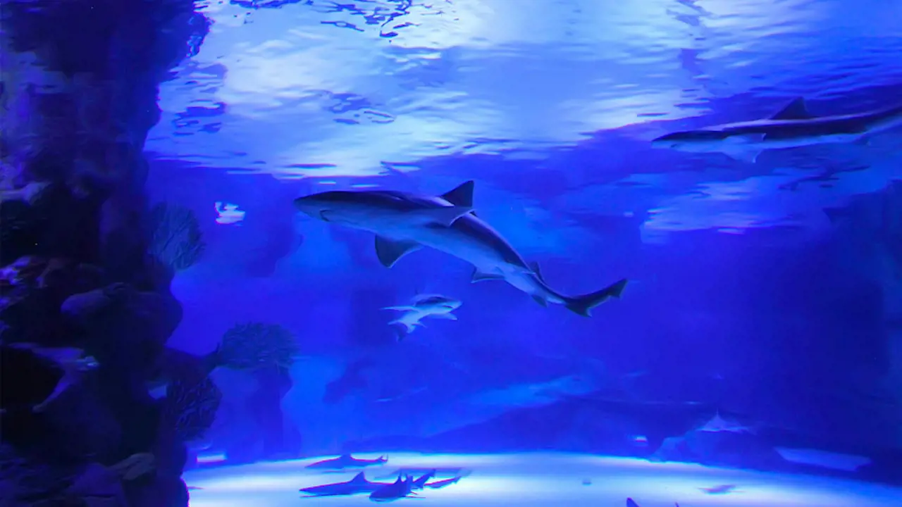Antalya Aquarium and Face 2 Face Wax Museum Ticket - Photo 1