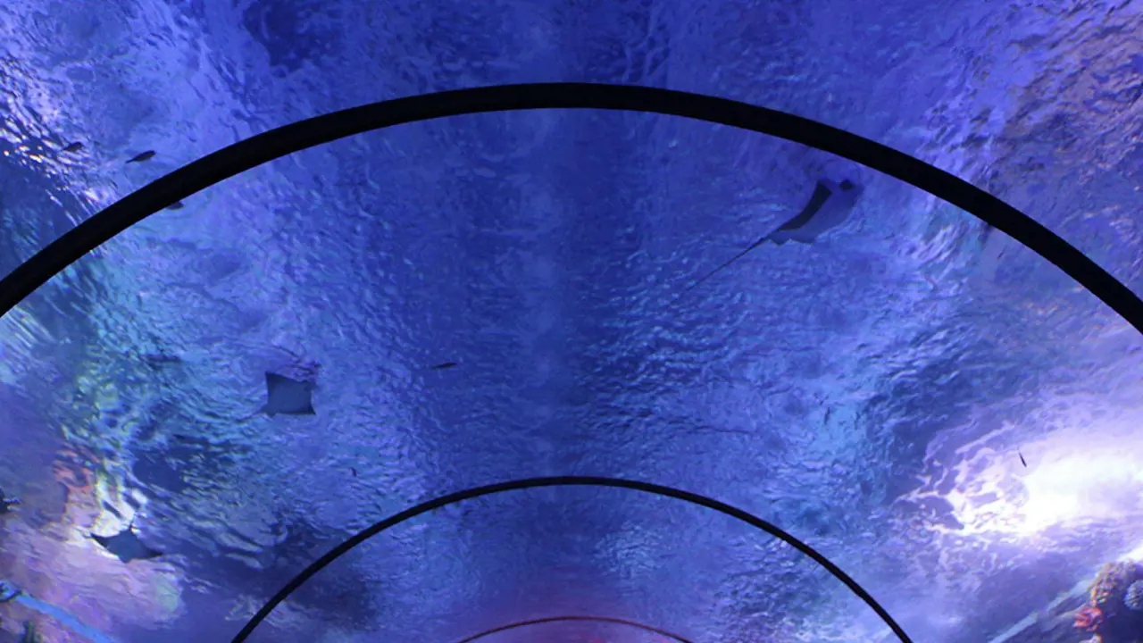Antalya Aquarium and Face 2 Face Wax Museum Ticket - Photo 5