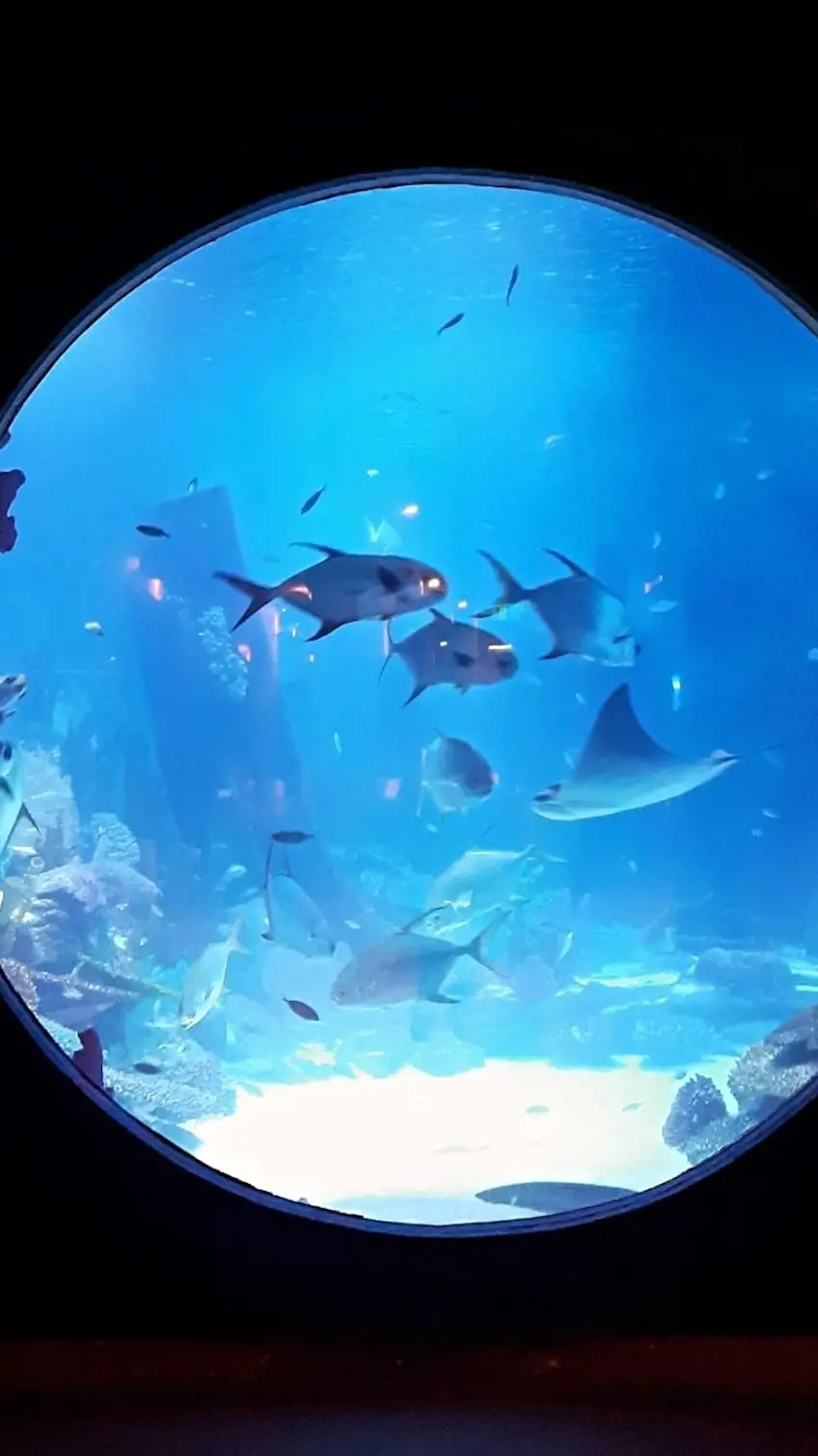 Emaar Aquarium and Underwater Zoo Ticket - Photo 11