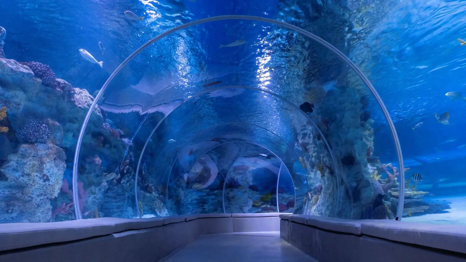Emaar Aquarium and Underwater Zoo Ticket - Photo 13