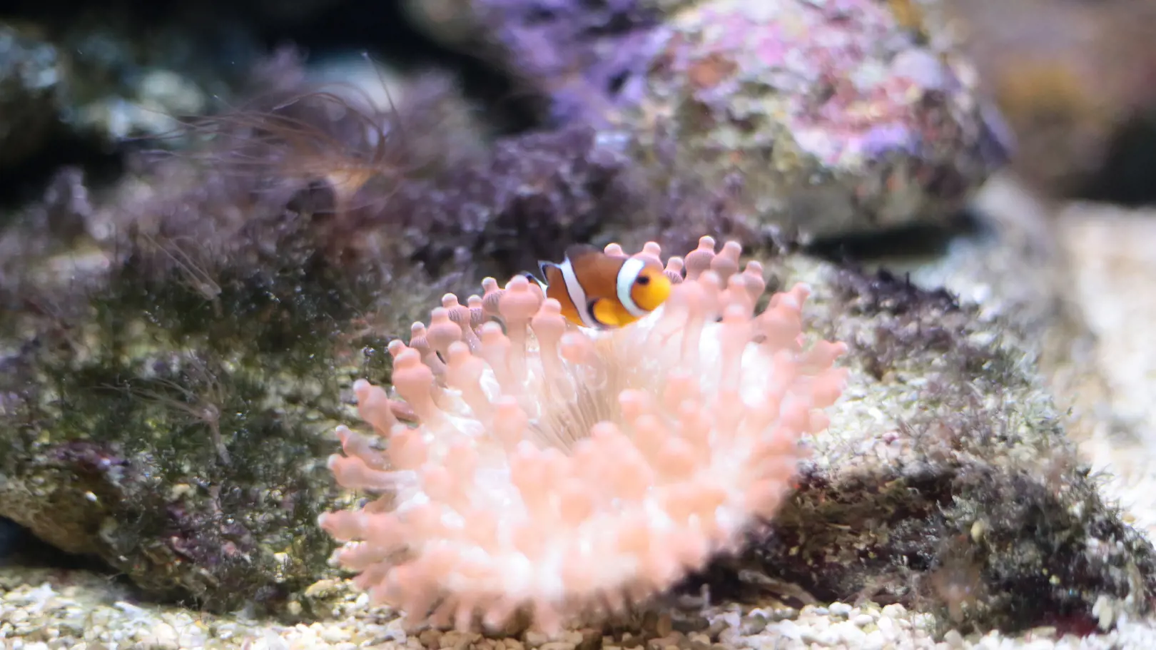 Underwater World Langkawi Ticket - Photo 26