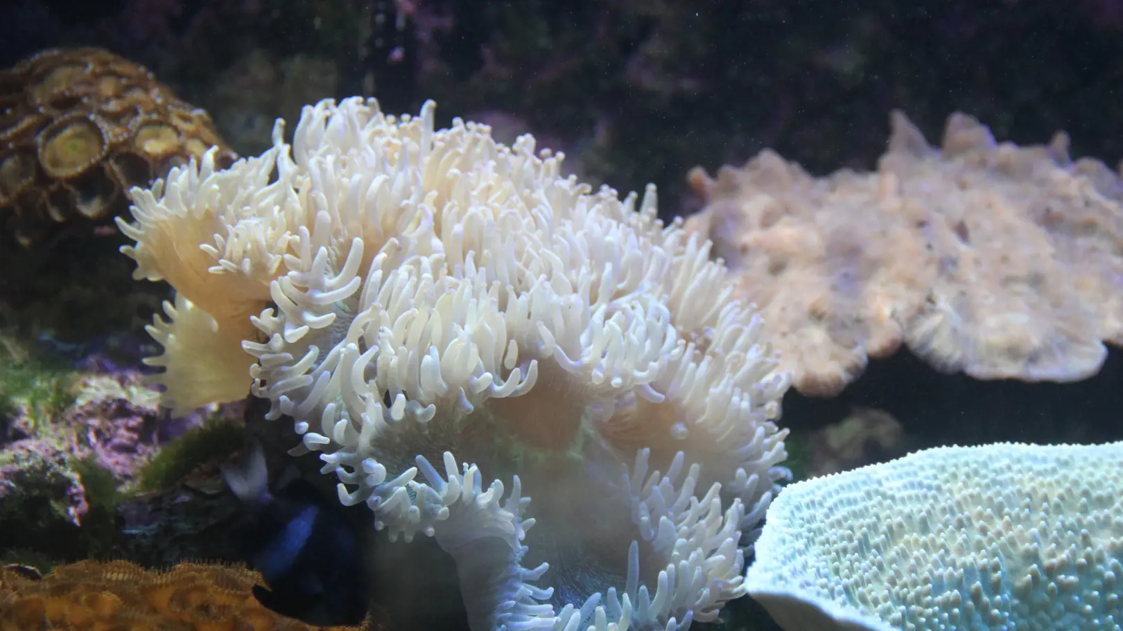 Underwater World Langkawi Ticket - Photo 27