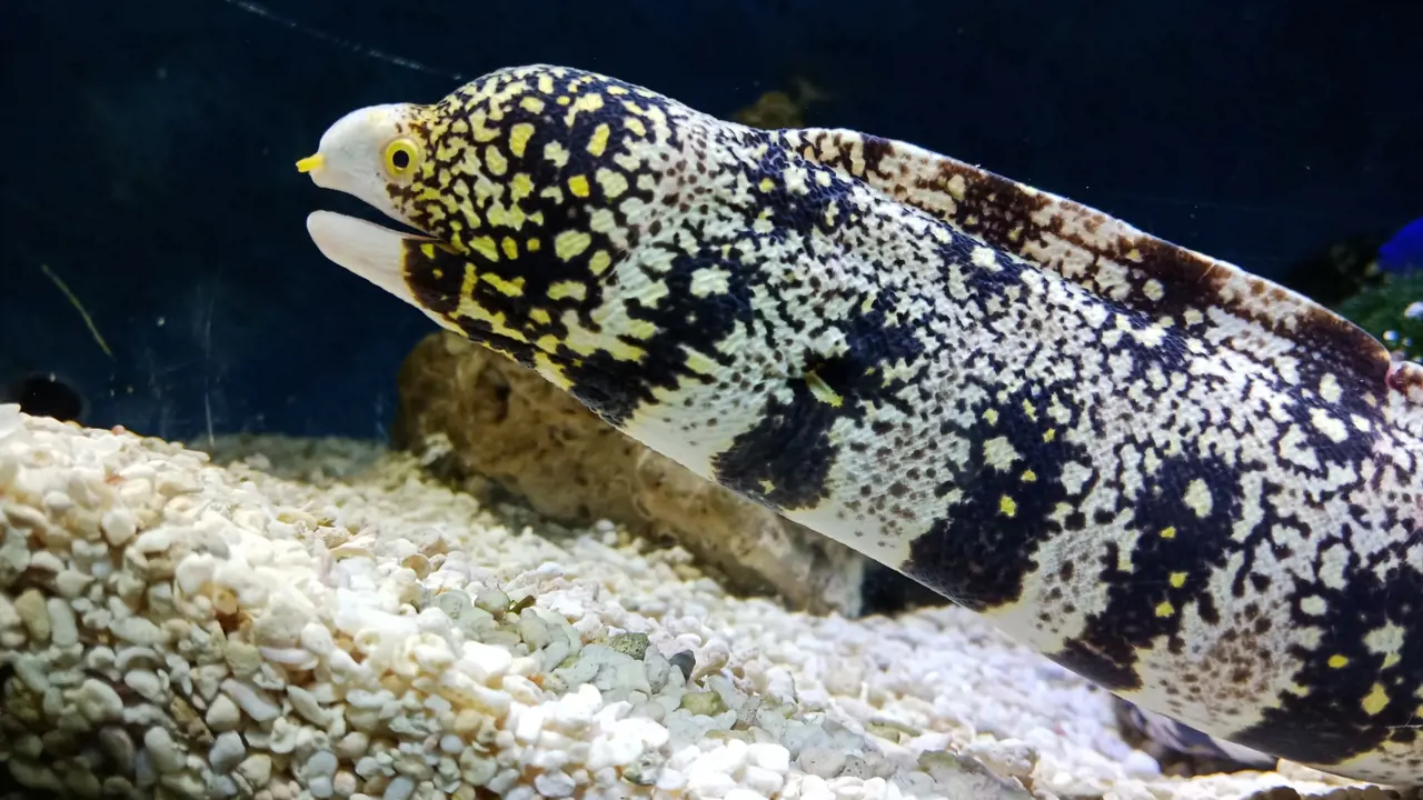 Underwater World Langkawi Ticket - Photo 13