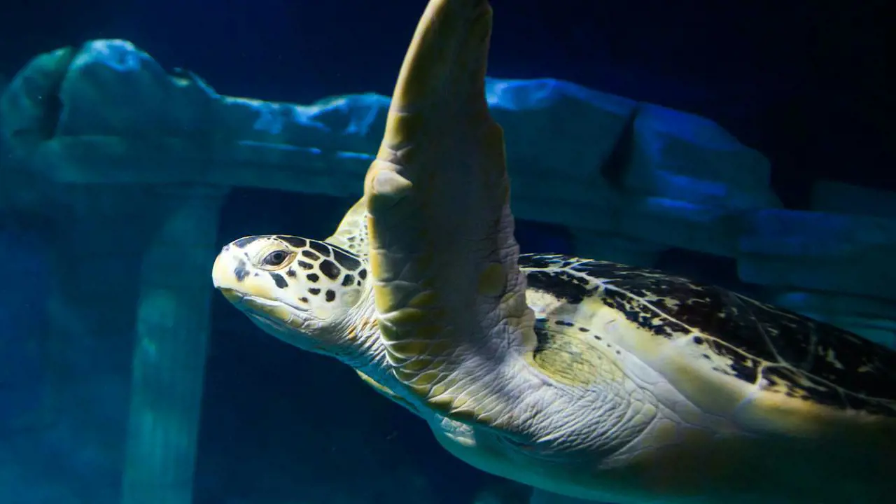 SEA LIFE Porto Ticket - Photo 10
