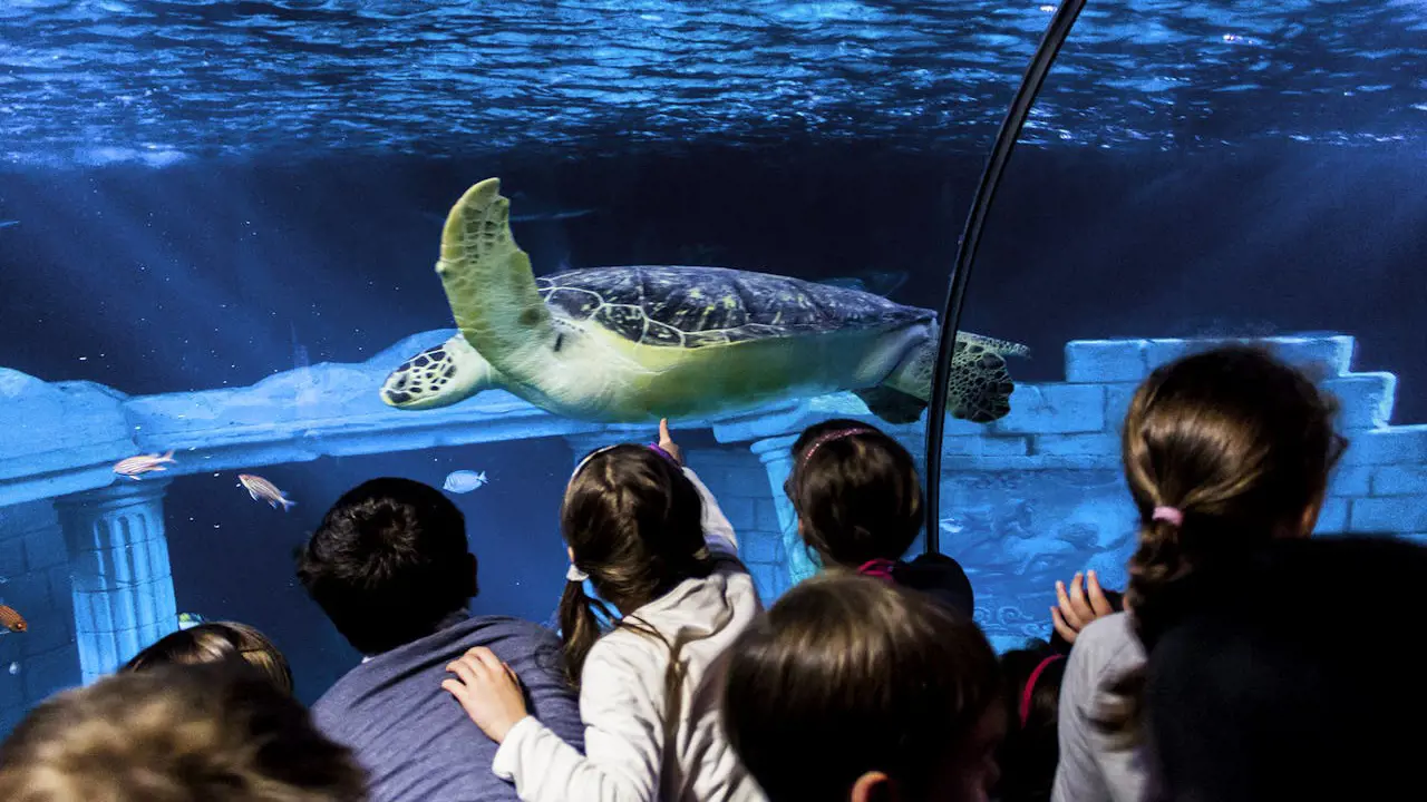 SEA LIFE Porto Ticket - Photo 13