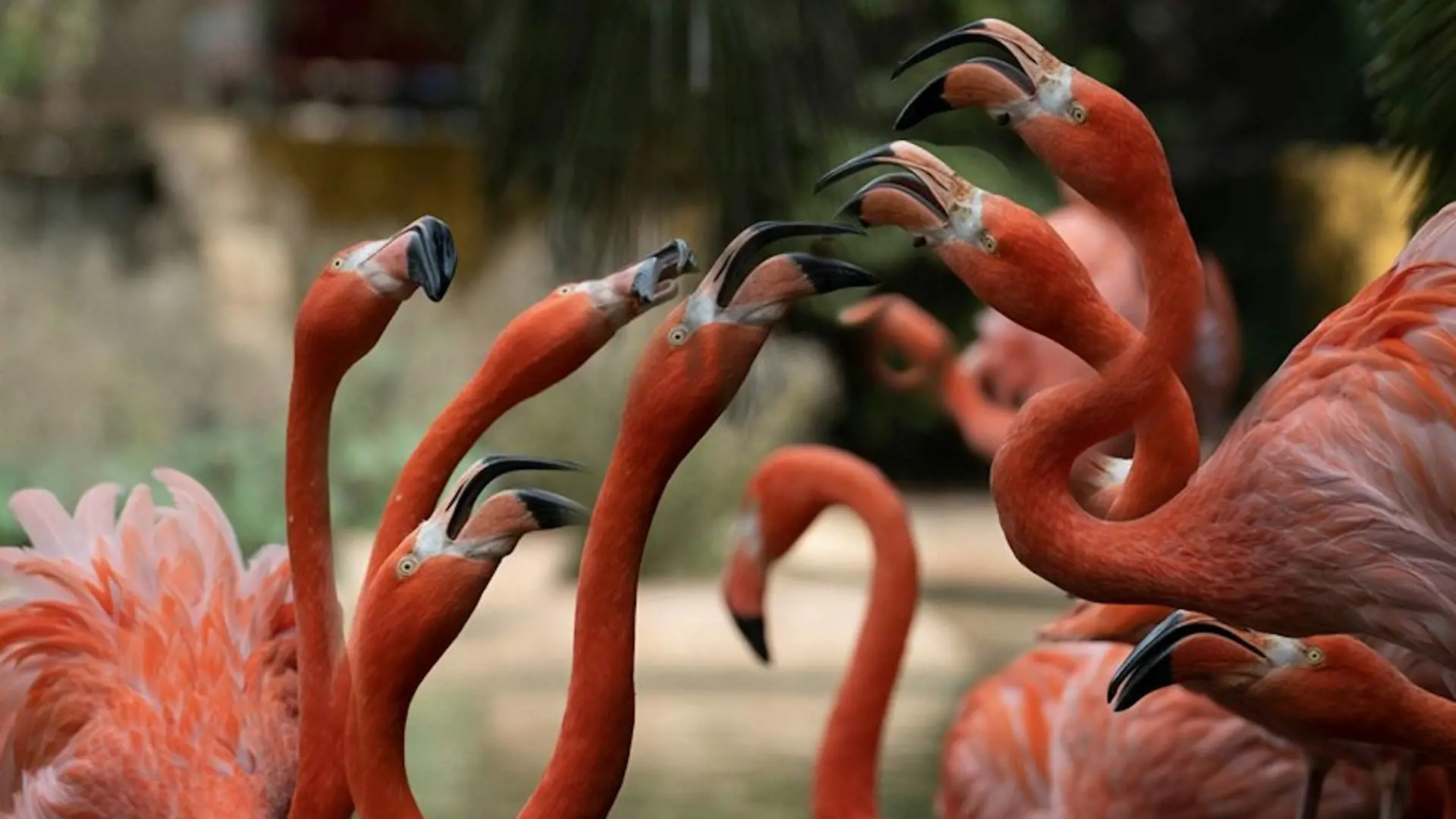 Lagos Zoo Ticket - Photo 12