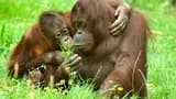 Cologne Zoo & Aquarium Ticket - Photo 14
