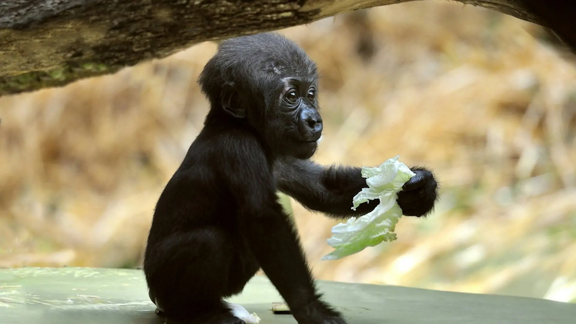 Cologne Zoo & Aquarium Ticket - Photo 24