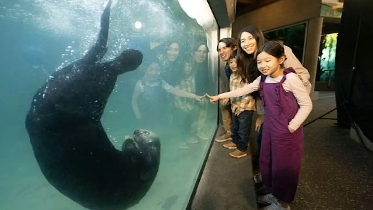 Vancouver Aquarium Ticket - Photo 9