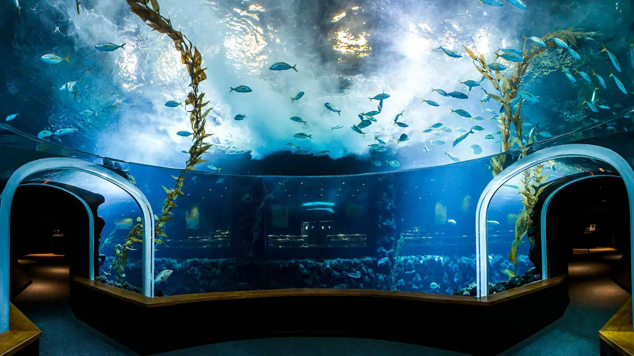 Poema del Mar - Aquarium Gran Canaria: Skip The Line Ticket - Photo 3