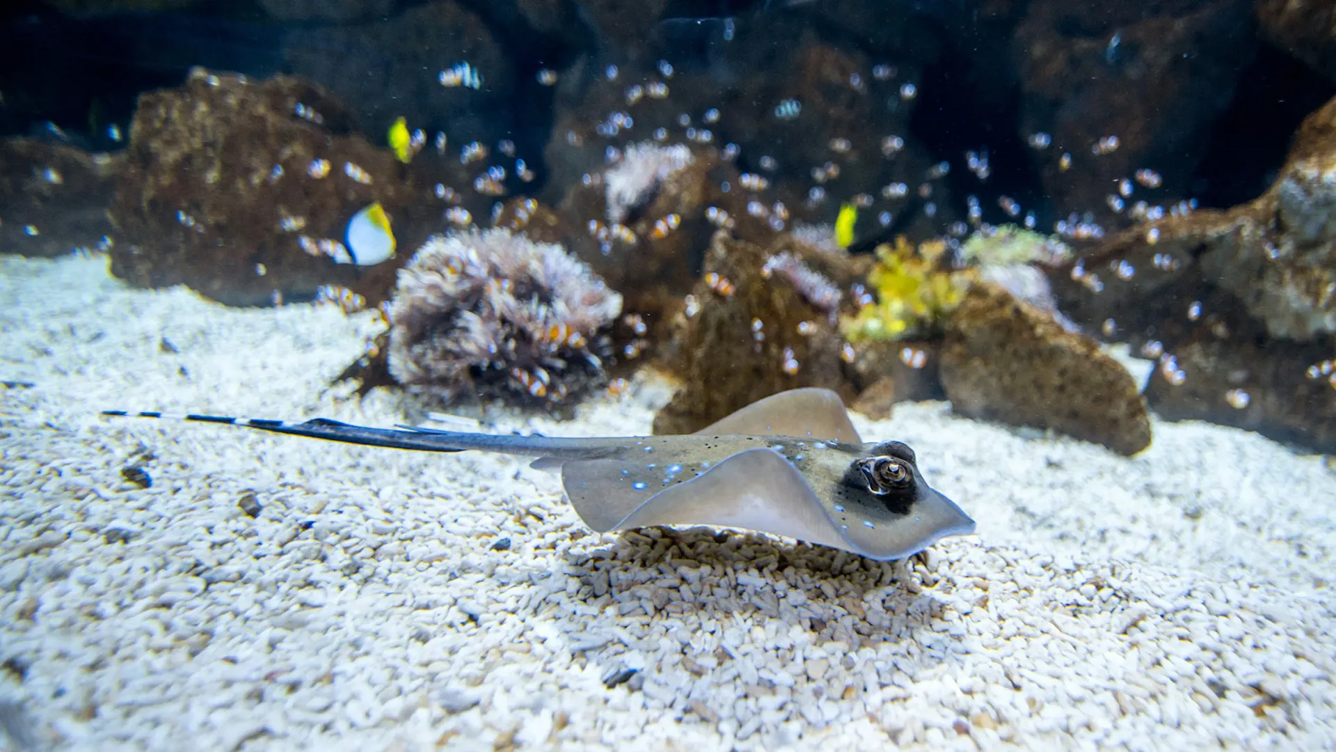 Poema del Mar - Aquarium Gran Canaria: Skip The Line Ticket - Photo 13