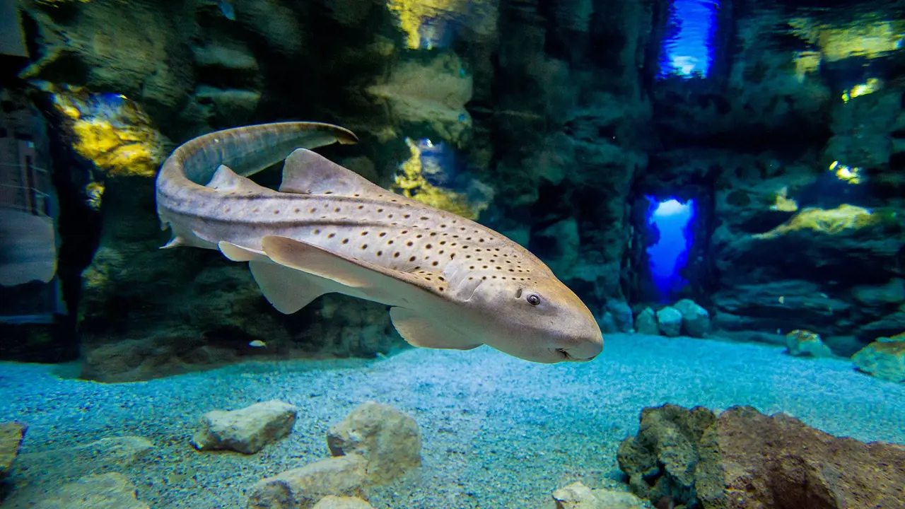 Poema del Mar - Aquarium Gran Canaria: Skip The Line Ticket - Photo 5