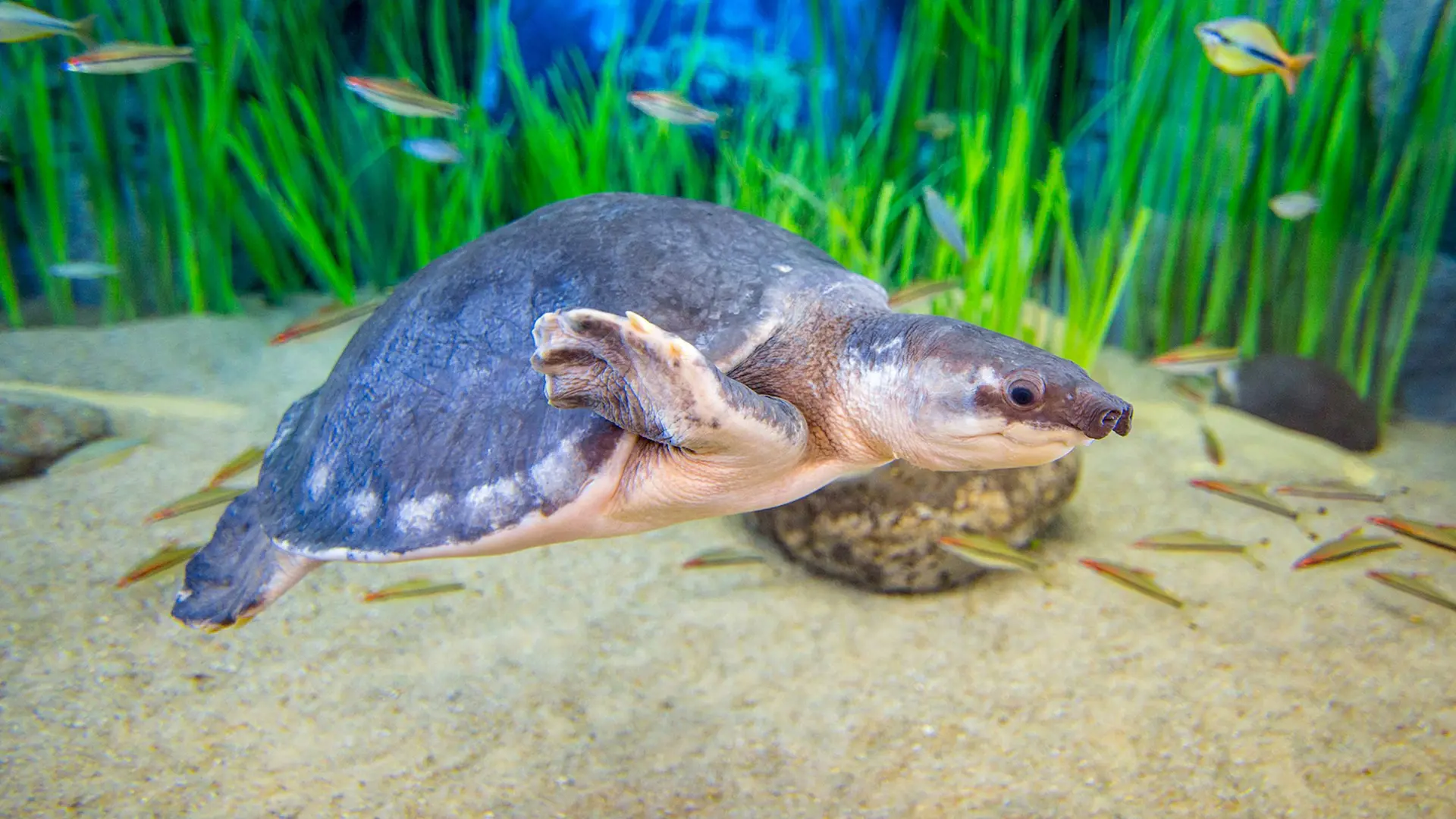 Poema del Mar - Aquarium Gran Canaria: Skip The Line Ticket - Photo 15
