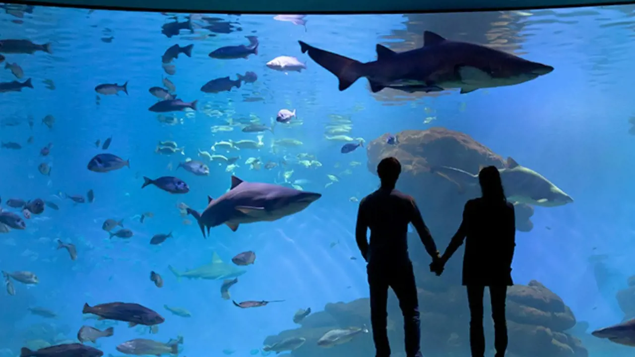 Palma Aquarium: Skip The Line Ticket + Optional 3D Cinema Aquadome - Photo 1