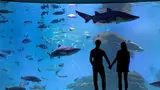 Palma Aquarium: Skip The Line Ticket + Optional 3D Cinema Aquadome - Photo 18