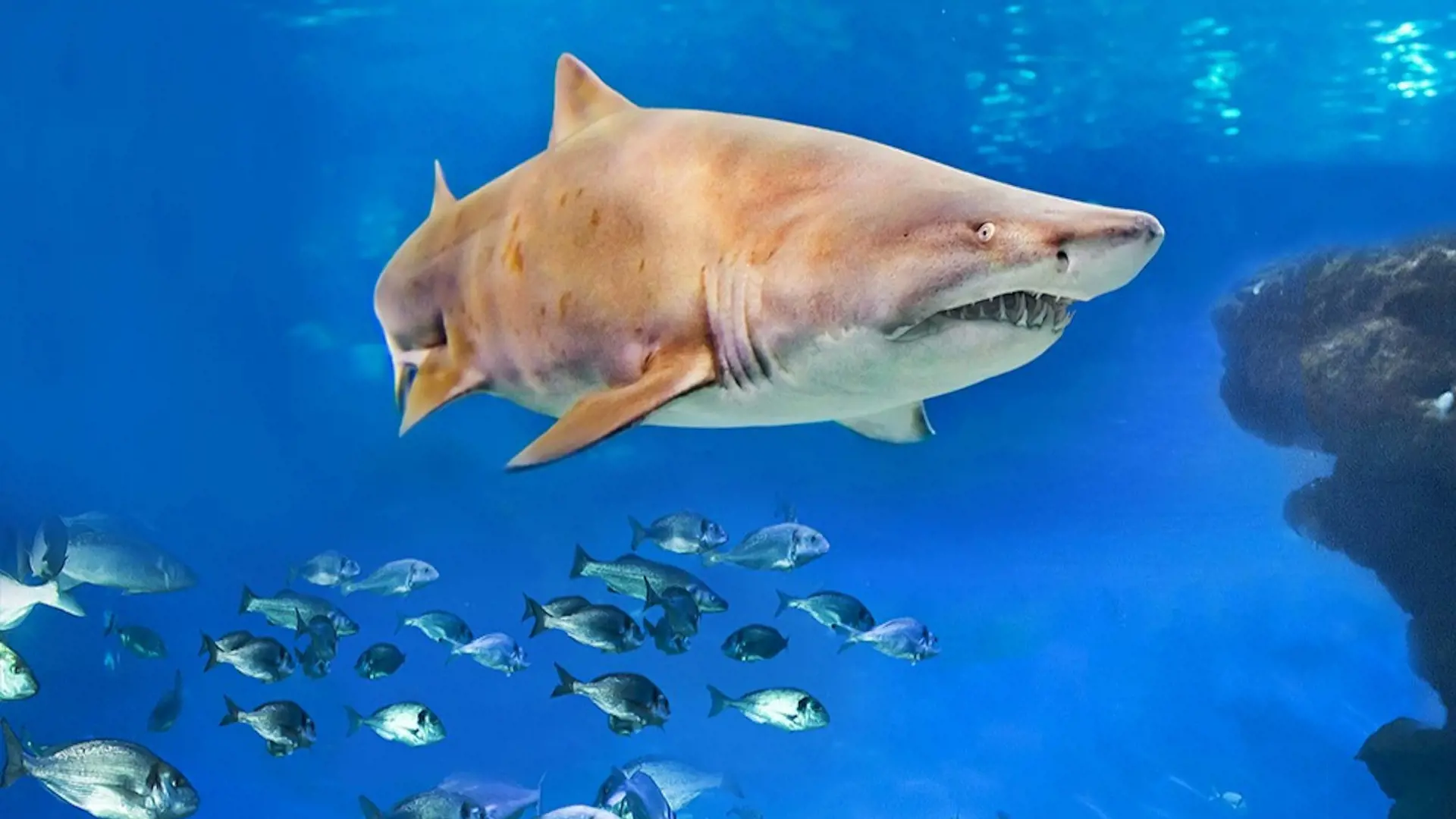 Palma Aquarium: Skip The Line Ticket + Optional 3D Cinema Aquadome - Photo 24
