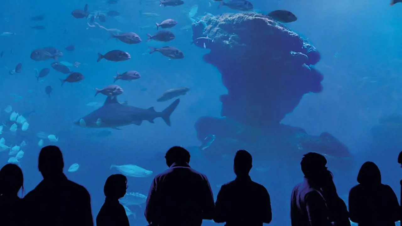 Palma Aquarium: Skip The Line Ticket + Optional 3D Cinema Aquadome - Photo 6