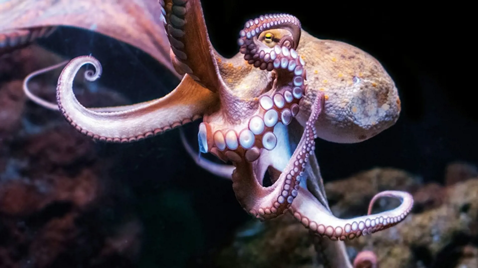 Palma Aquarium: Skip The Line Ticket + Optional 3D Cinema Aquadome - Photo 33