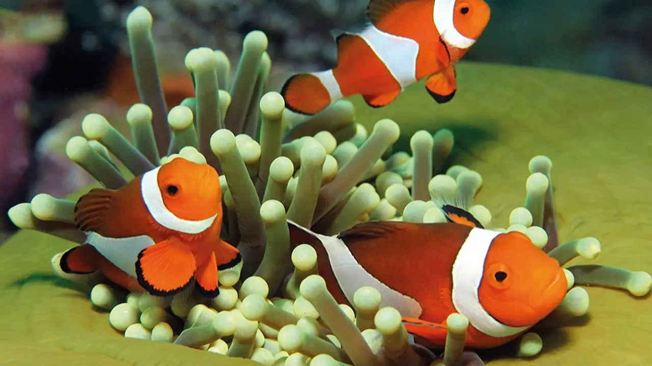 Palma Aquarium: Skip The Line Ticket + Optional 3D Cinema Aquadome - Photo 16