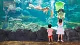 Vinpearl Aquarium Times City Hanoi Ticket - Photo 7