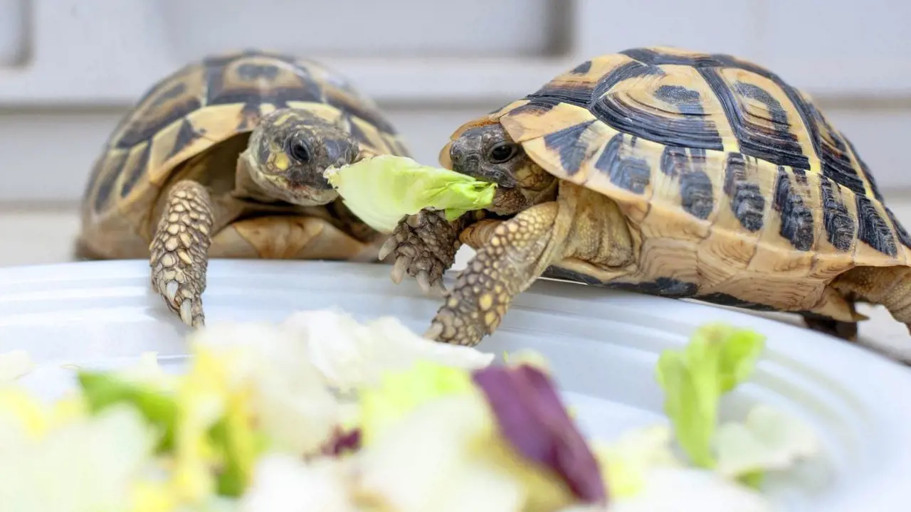 Vinpearl Aquarium Times City Hanoi Ticket - Photo 5